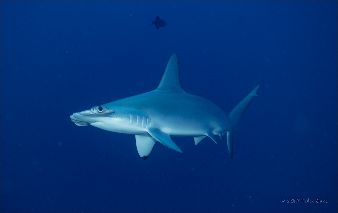 Scalloped hammerhead