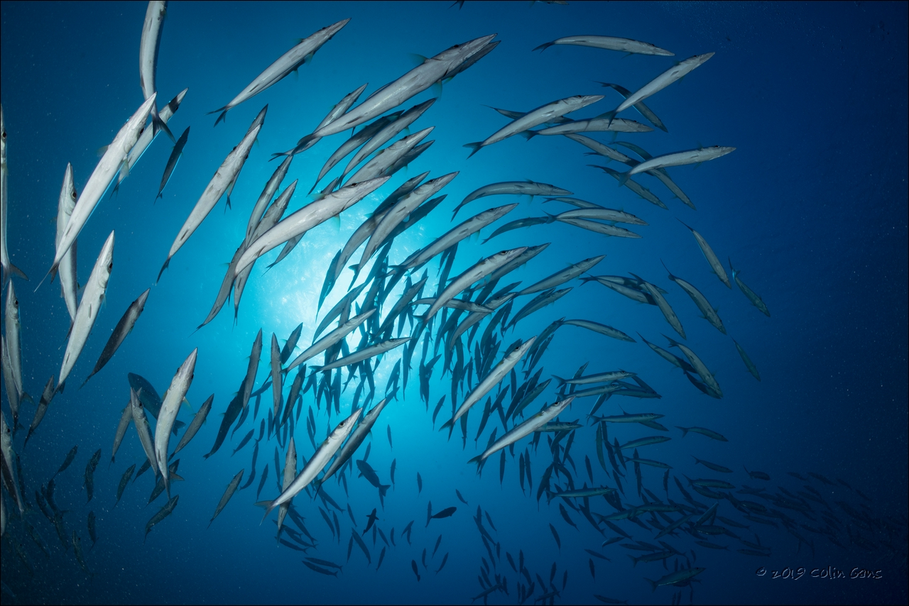 Schooling barracuda